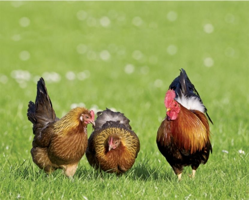 Czym żywić kury nioski w przydomowej hodowli?